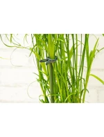 SPONKY NA RASTLINY 20KS KINZO SPONKY NA RASTLINY 20KS KINZO