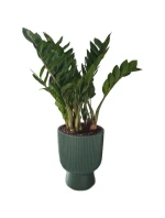 MILLY KVETINOVÝ POND, priemer 24 cm BIELA