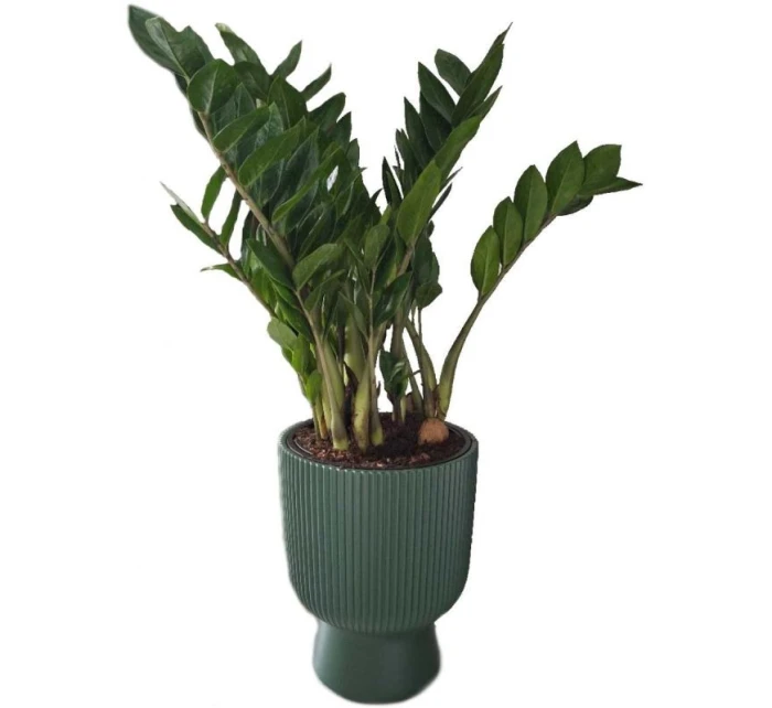 MILLY KVETINOVÝ POND, priemer 24 cm BIELA