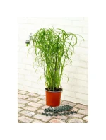 SPONKY NA RASTLINY 20KS KINZO SPONKY NA RASTLINY 20KS KINZO