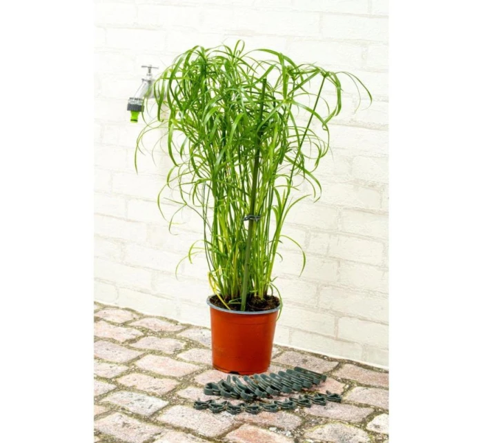 SPONKY NA RASTLINY 20KS KINZO SPONKY NA RASTLINY 20KS KINZO