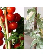 PRÍSLUŠENSTVO PRE RASTLINY ZÁHRADNÉ KRAVATY 8KS PROGARDEN