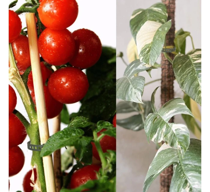 PRÍSLUŠENSTVO PRE RASTLINY ZÁHRADNÉ KRAVATY 8KS PROGARDEN