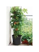 Rajčiak s rebríkom 28L kapacita detské